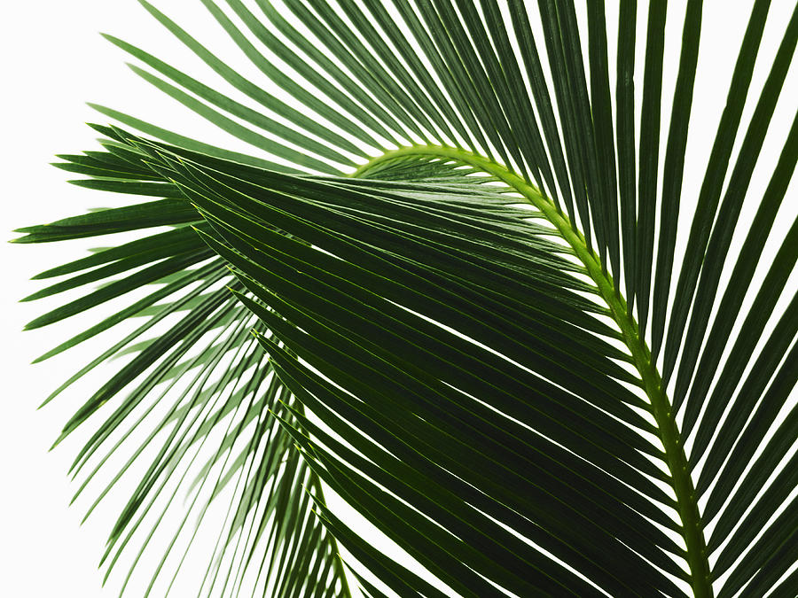 A glossy green palm leaf in close up, with central rib and paired fronds. #1 Drawing by Mint Images/ David Arky