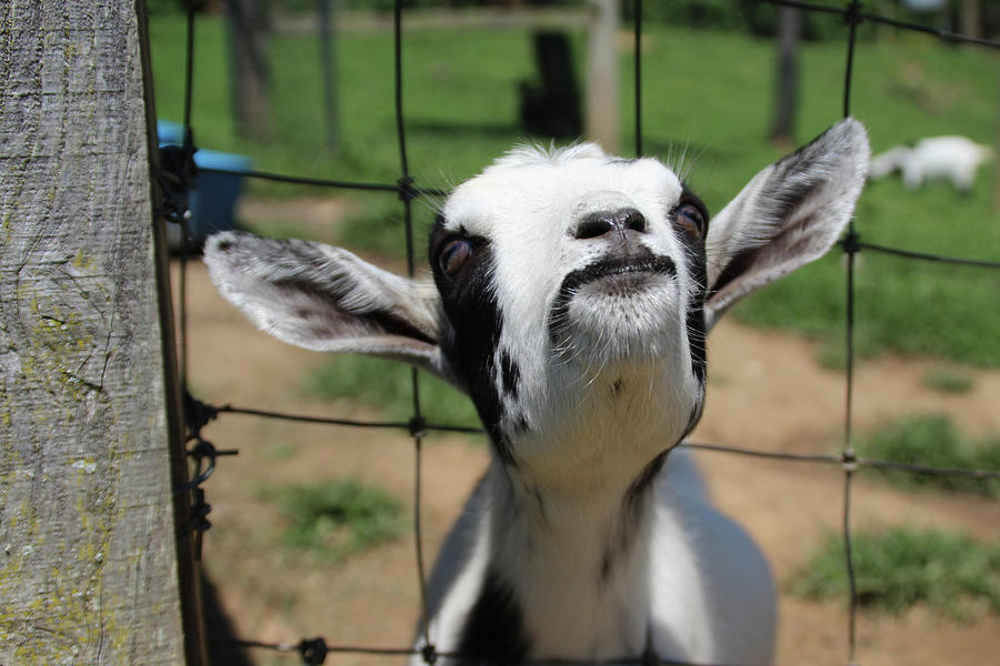 A Goats Smile #1 Photograph by Demetrai Johnson