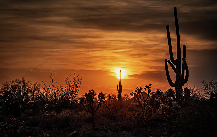 A Golden Evening Photograph by Saija Lehtonen - Fine Art America