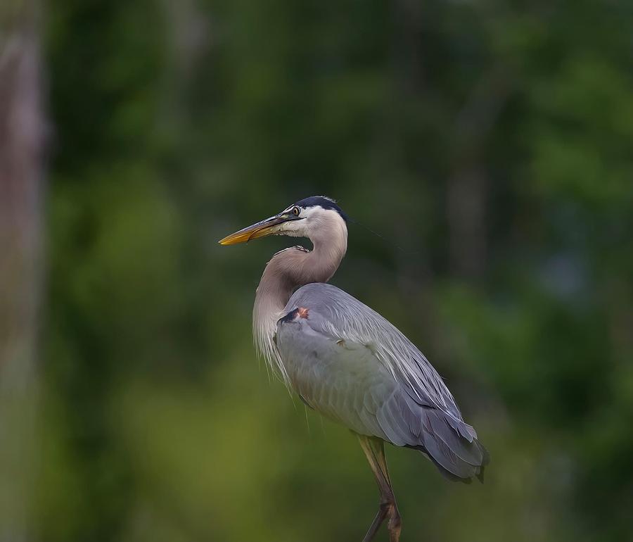 A Great Blue Heron Photograph by Ashley Rettig - Fine Art America