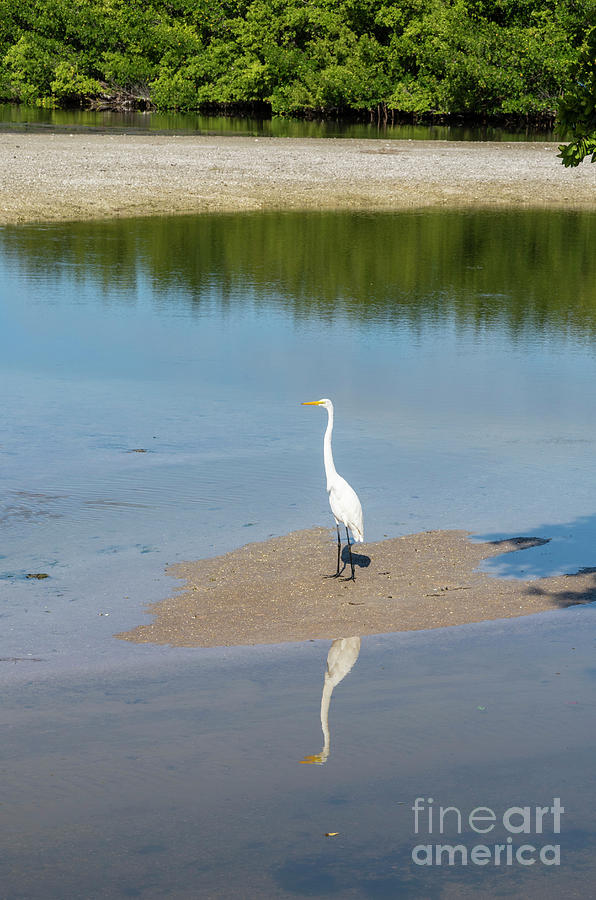 A Great Egret along the Wildlife Drive area of Ding Darling NWR  #1 Photograph by William Kuta