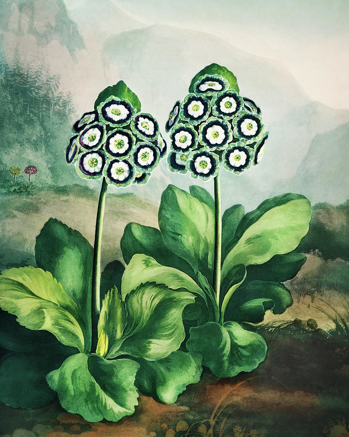 A Group of Auriculas from The Temple of Flora #1 Painting by Robert John Thornton