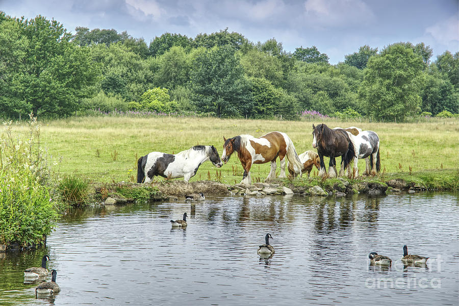 A group of horses Rochdale Canal Lock  54 Slattocks UK #1 Photograph by Pics By Tony