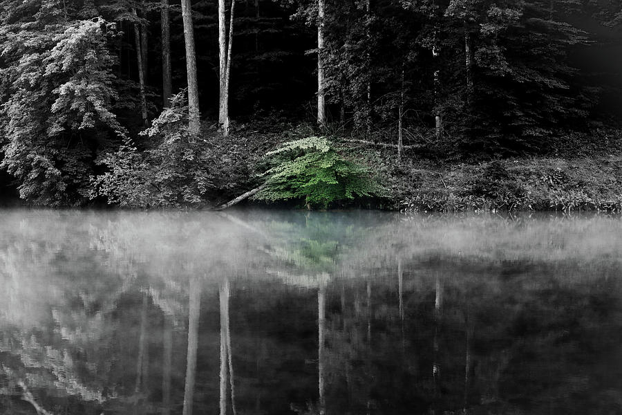 A Hint of Green  #1 Photograph by Tim Kuret