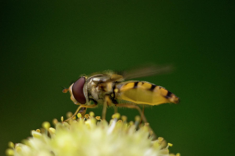 A hoverfly enjoying flower nectar #2 Photograph by Maria Dimitrova