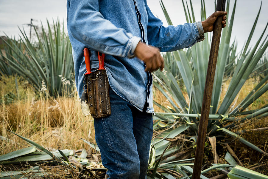 A Jimador cutting blue agave outside Tequila in Jalisco state Mexico #1 Photograph by Matt Mawson