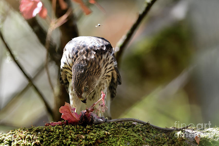 A Juvenile Coopers Hawk #1 Photograph by Amazing Action Photo Video