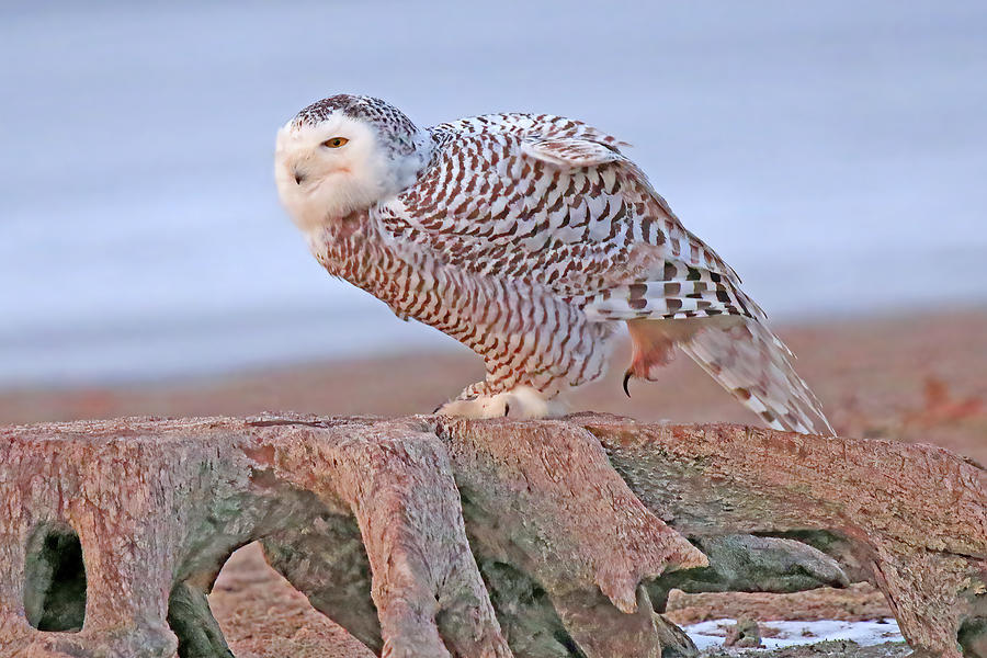 A Juvenile Female Snowy Owl Perched on a Tree Stump #1 Photograph by Shixing Wen