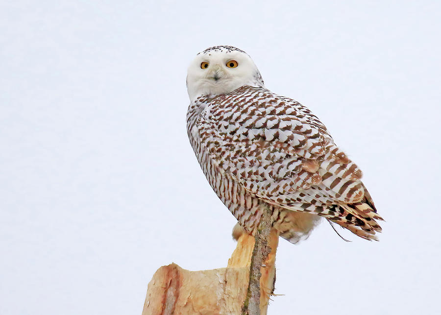 A Juvenile Female Snowy Owl #1 Photograph by Shixing Wen