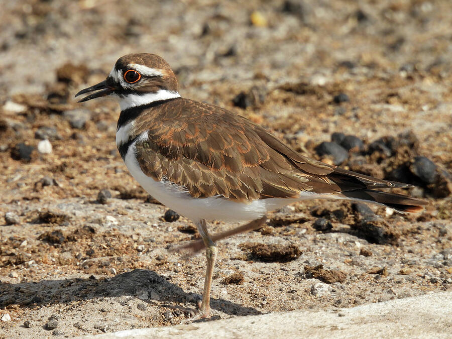 A killdeer with yellow ringed eyes Photograph by Lisa Crawford Fine