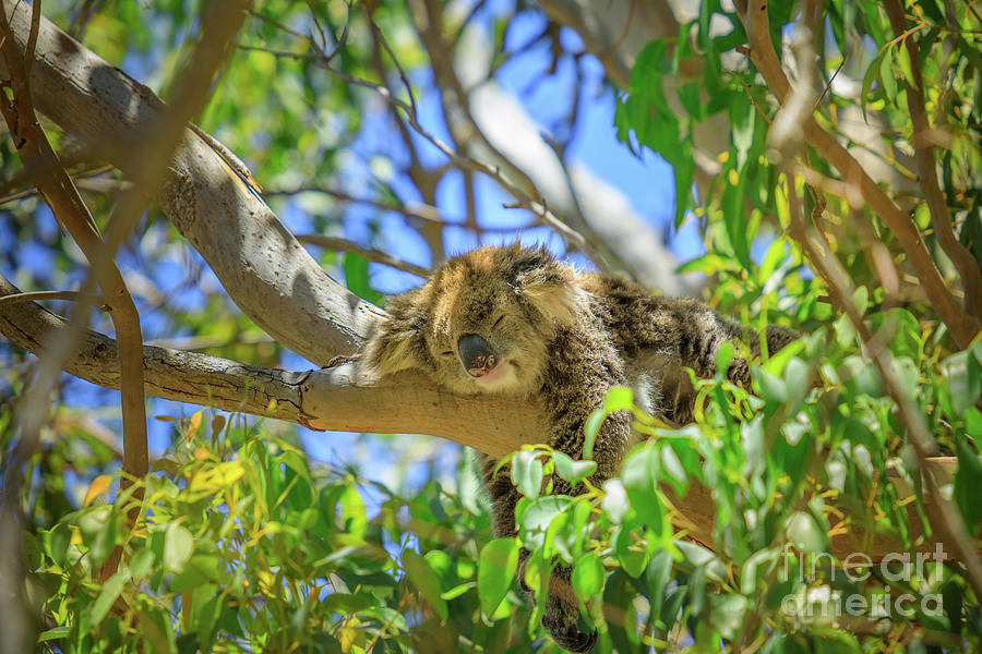 A Koala sleeping #1 Photograph by Benny Marty