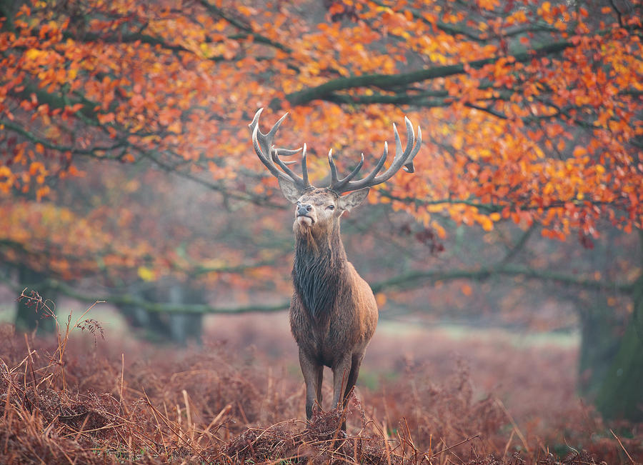 A large stag in an autumn forest. #1 Photograph by Alex Saberi