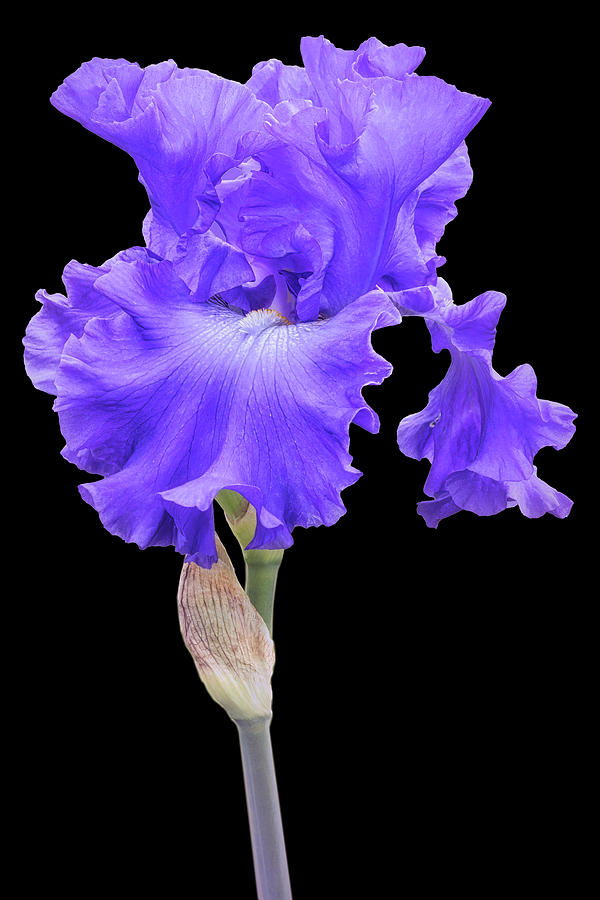 A Lavendar Iris Flower Photograph by Susan Candelario - Fine Art America