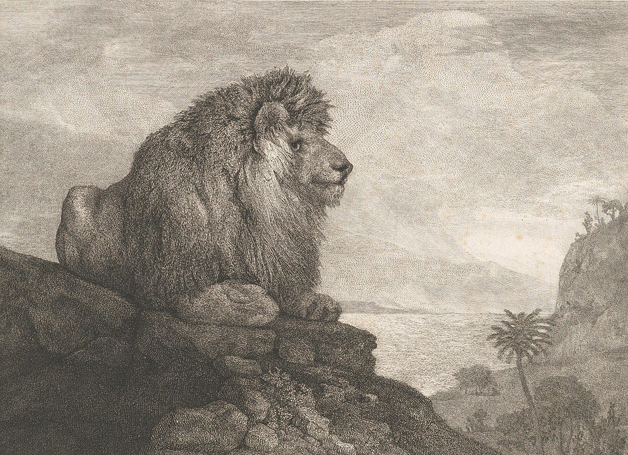 George Stubbs Painting - A Lion  A Lion Resting on a Rock   #1 by George Stubbs