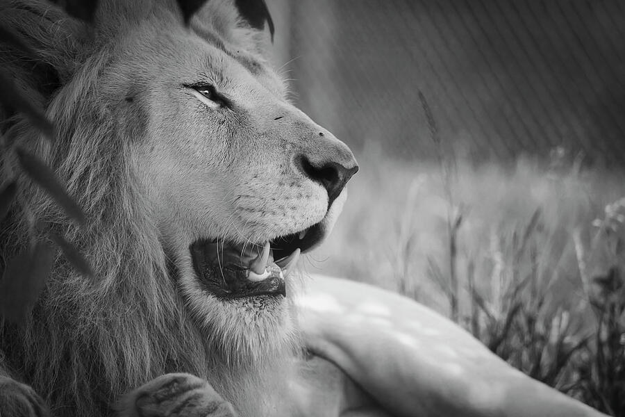 A Lion in Profile in Black and White Photograph by Nicola Nobile