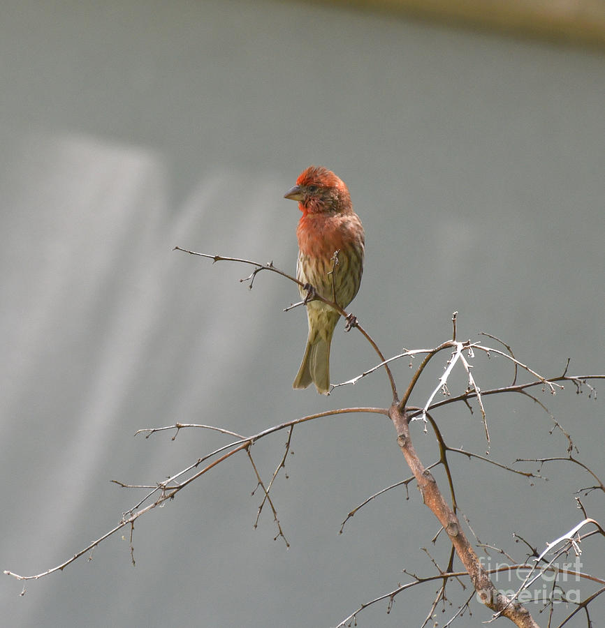 A Male  House Finch Posed On A Thin Branch On A Spring Morning. #1 Photograph by Tom Wurl
