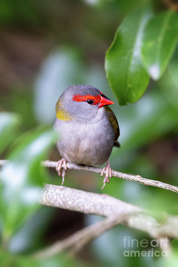 A male red-browed finch, neochmia temporalis, perched in woodland. The small seed eating bird is an estrildid finch that inhabits the east coast of Australia. #1 Photograph by Jane Rix