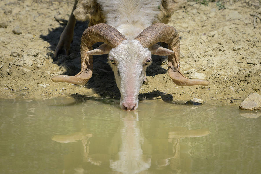 A Male Sheep With Beautiful Horns Drinking Photograph