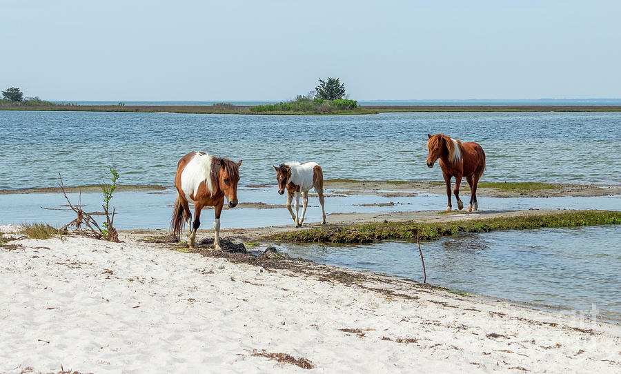 A mare, foal and stallion in the saltwater marsh in the Maryland #1 Photograph by William Kuta