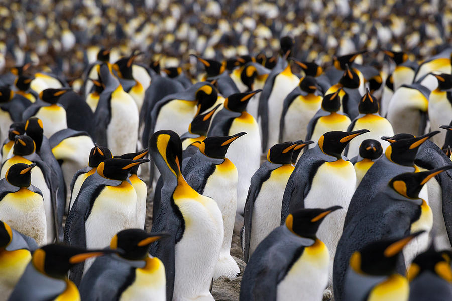A multitude of King penguin stands in a colony on South Georgia Island #1 Photograph by Burroblando