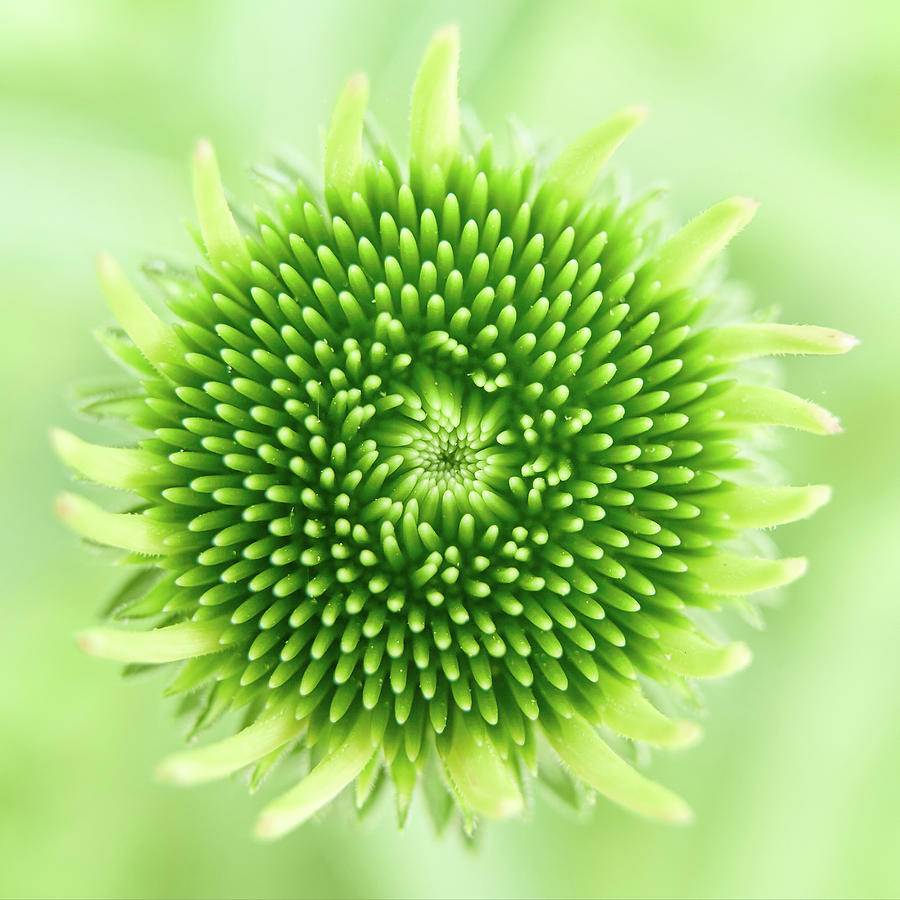 Flowers Still Life Photograph - A new Coneflower #1 by Jim Hughes