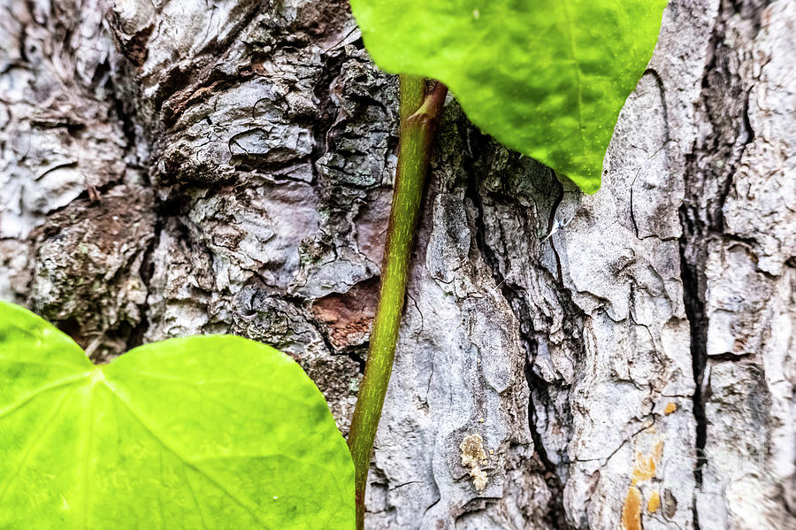 A New Plant Grows On The Bark Of A Tree, A Natural Background Of Hope. Photograph
