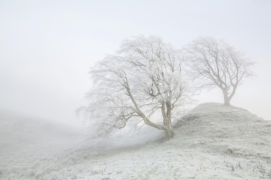 Winter Photograph - Sentinels by Anita Nicholson