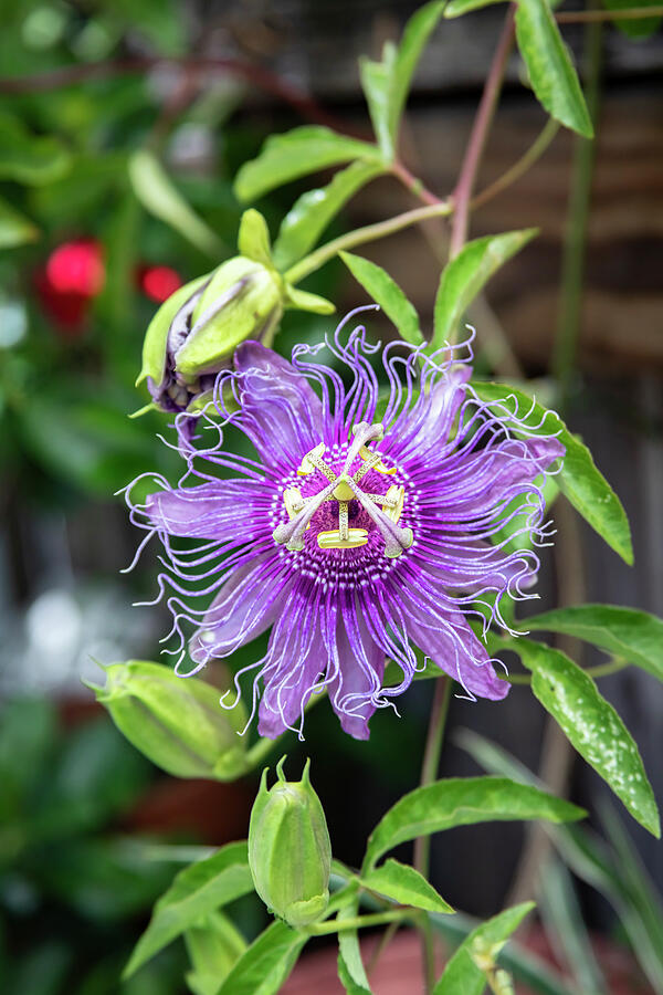 A Passion for Flowers Passion Flower X100 #1 Photograph by Rich Franco A Passion for Flowers Passion Flower X100 #1 Photograph by Rich Franco