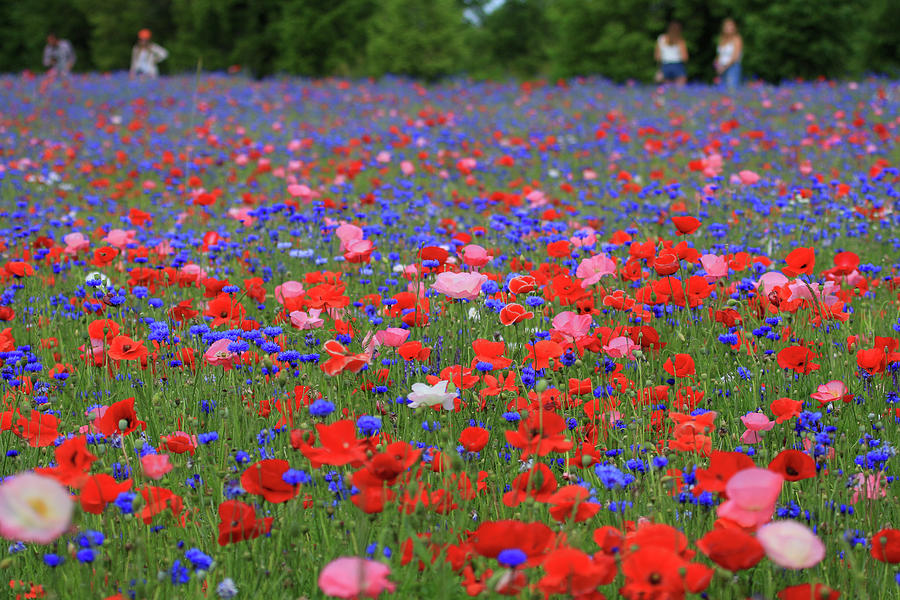 A Poppy Field #1 Photograph by Shixing Wen