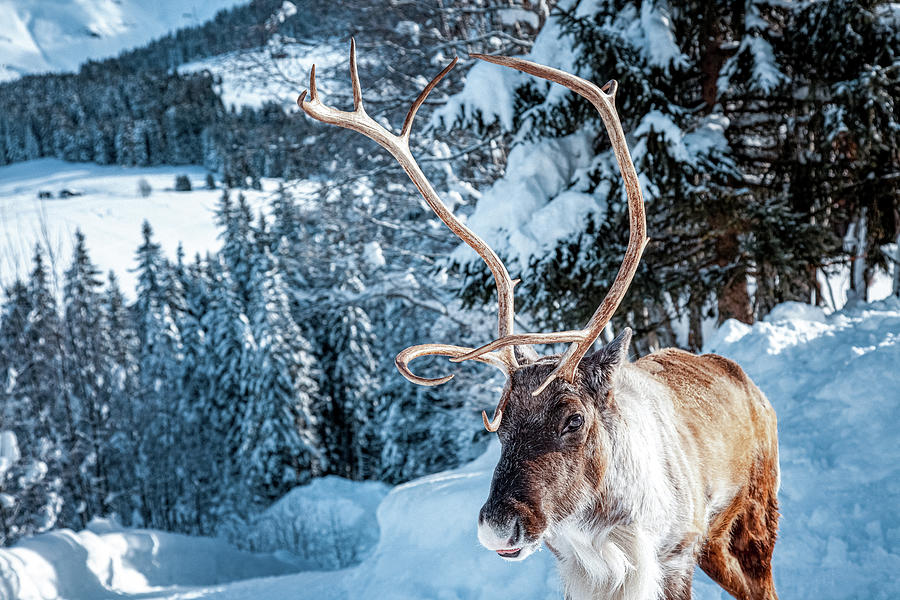 A reindeer walks on a snowy road Photograph by Benoit Bruchez