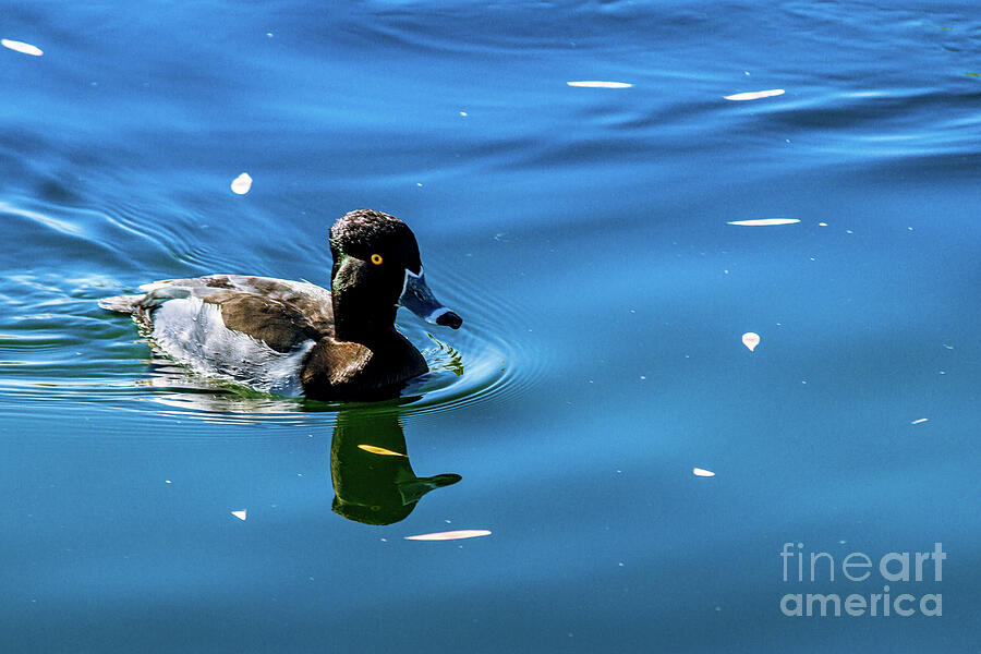Duck Photograph - A Ring-Necked Duck #1 by Robert Bales