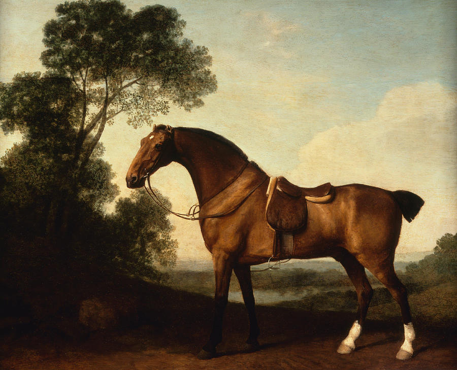 George Stubbs Painting - A Saddled Bay Hunter  #1 by George Stubbs