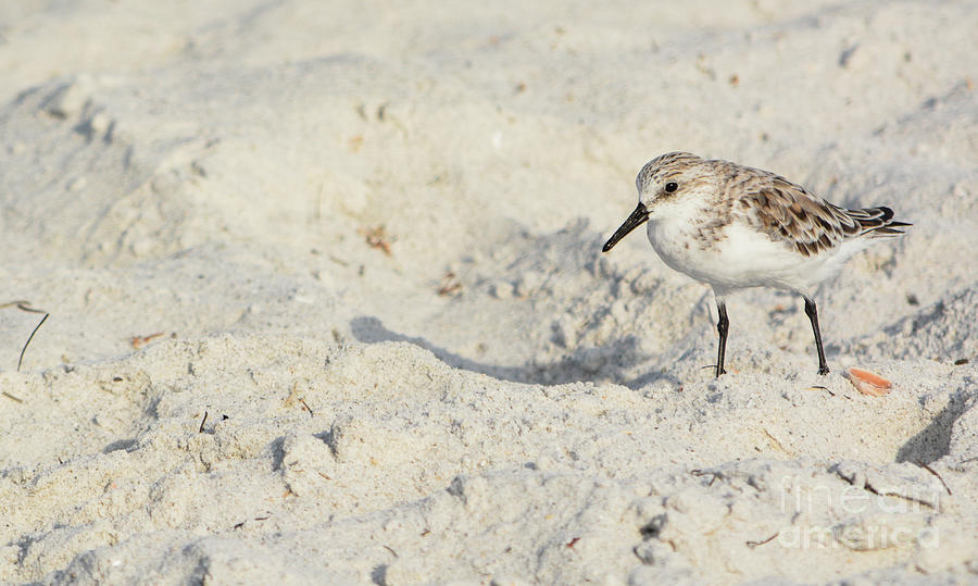 A sanderling, calidris alba, on the beach of the Gulf of Mexico in ...