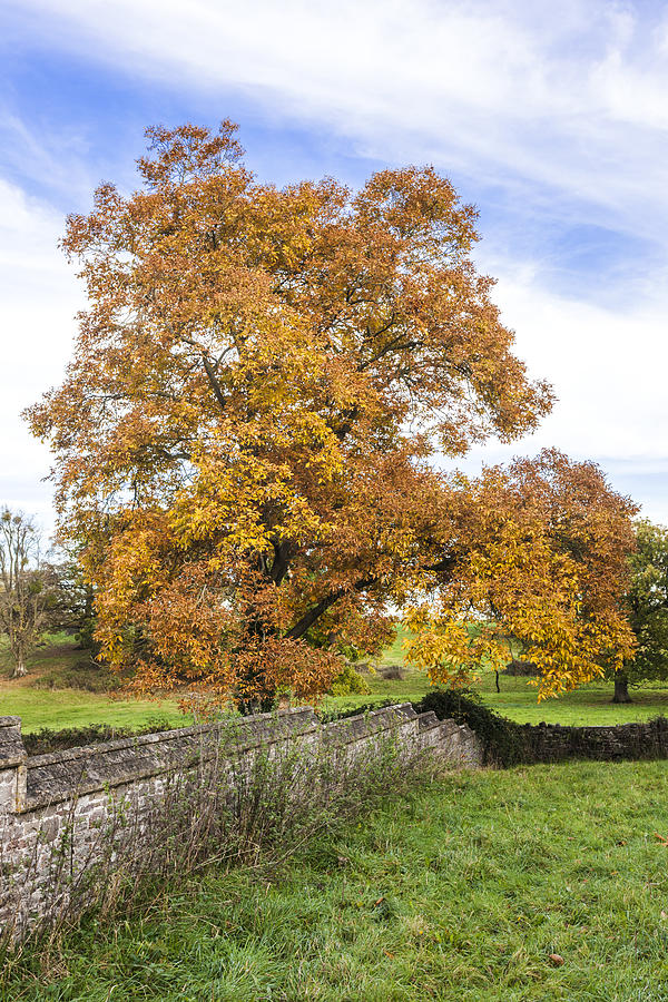 A shagbark hickory tree in autumn, Tortworth UK #1 Photograph by Stephen Dorey