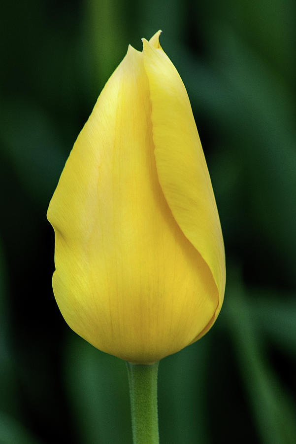 A Single Tulip #2 Photograph by Don Johnson