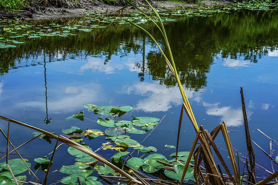 Lake Photograph - A Small Pond by Ric Schafer Lake Photograph - A Small Pond by Ric Schafer