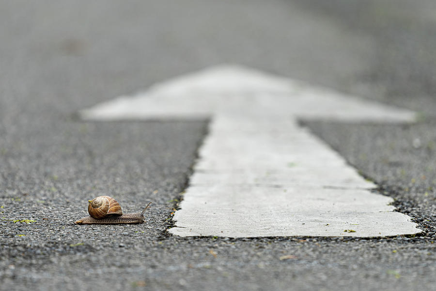 A snail crossing a road with a white arrow Photograph by Stefan Rotter