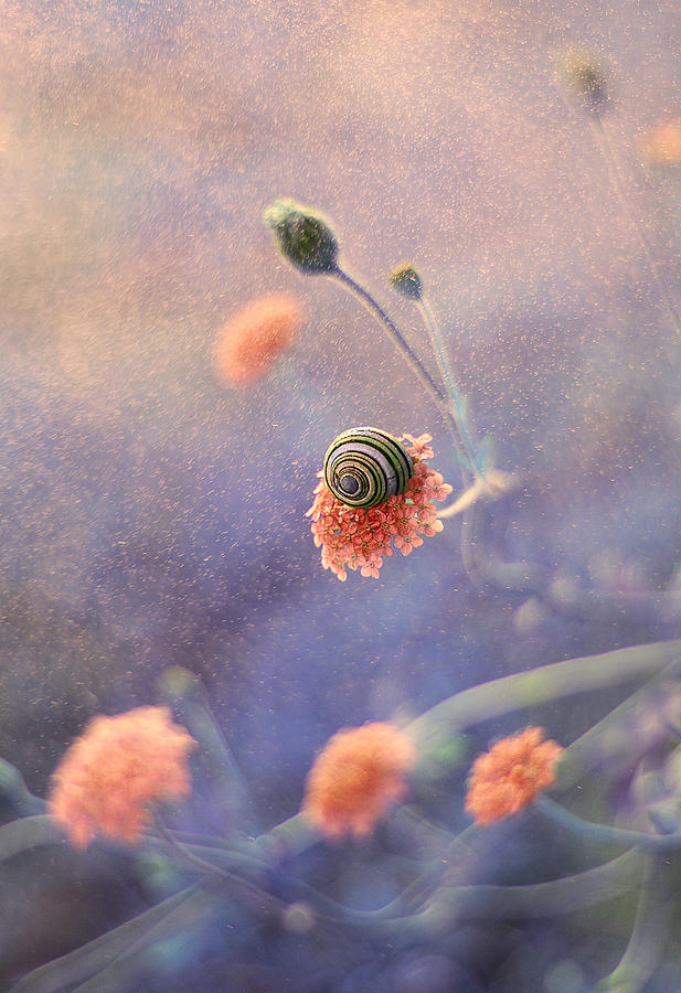 A Snail On A Flower Photograph
