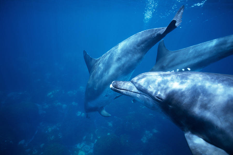 A spectacular view of dolphins swimming underwater #1 Photograph by Mixa