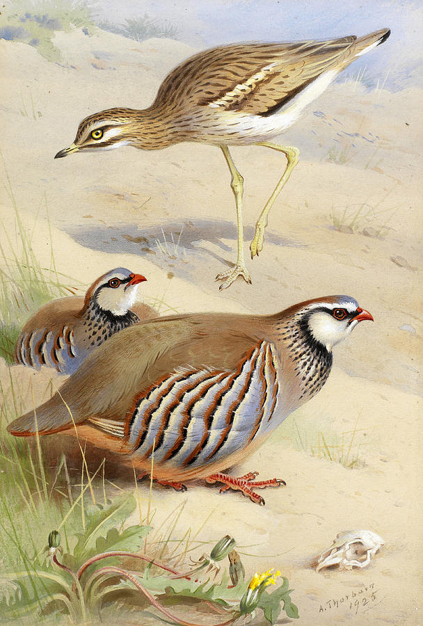 A Stone Curlew and a pair of French Partridge #1 Drawing by Archibald Thorburn