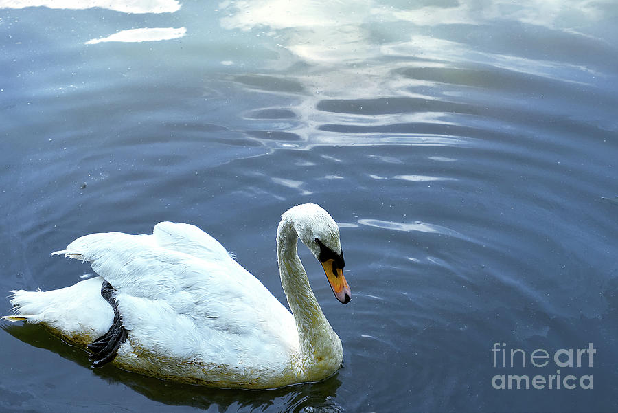 A Swan Alkington Woods UK #1 Photograph by Pics By Tony