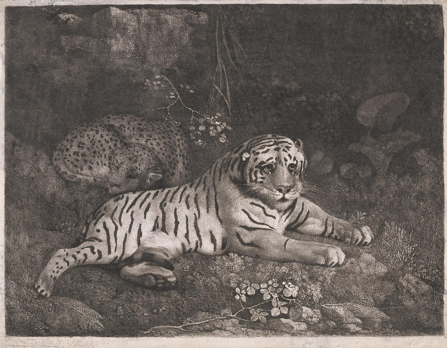 George Stubbs Painting - A Tiger and a Sleeping Leopard  #1 by George Stubbs