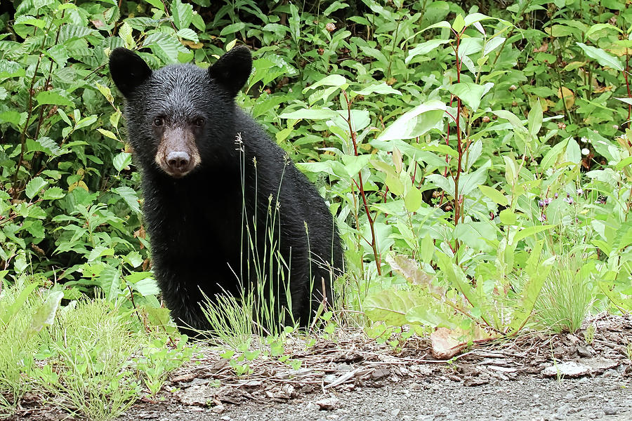 A tiny balck bear cub sits on the side of a highway Photograph by ...