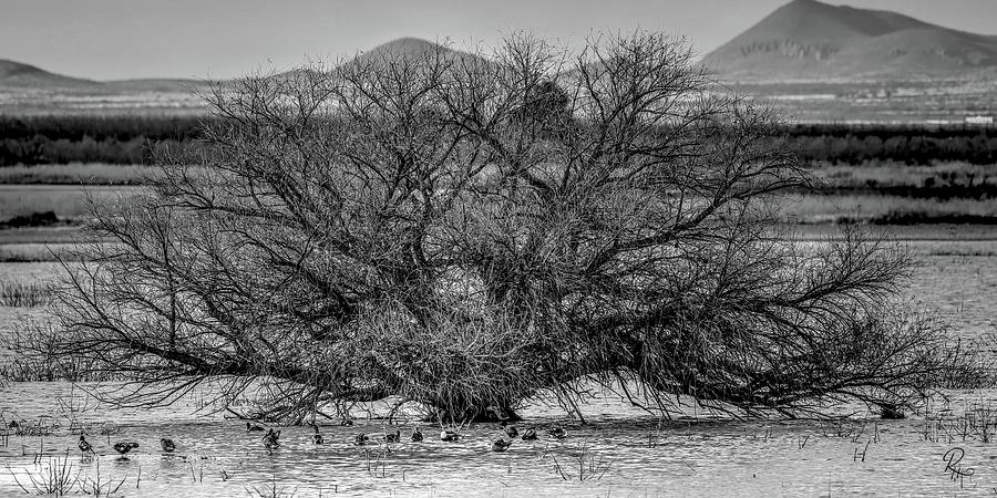 A Tree At Whitewater Draw Monochrome Photograph by Robert Harris