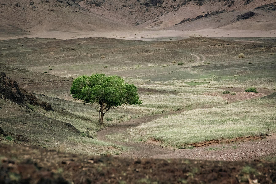 A tree in the Mongolian Gobi desert #1 Photograph by Martin Vorel Minimalist Photography