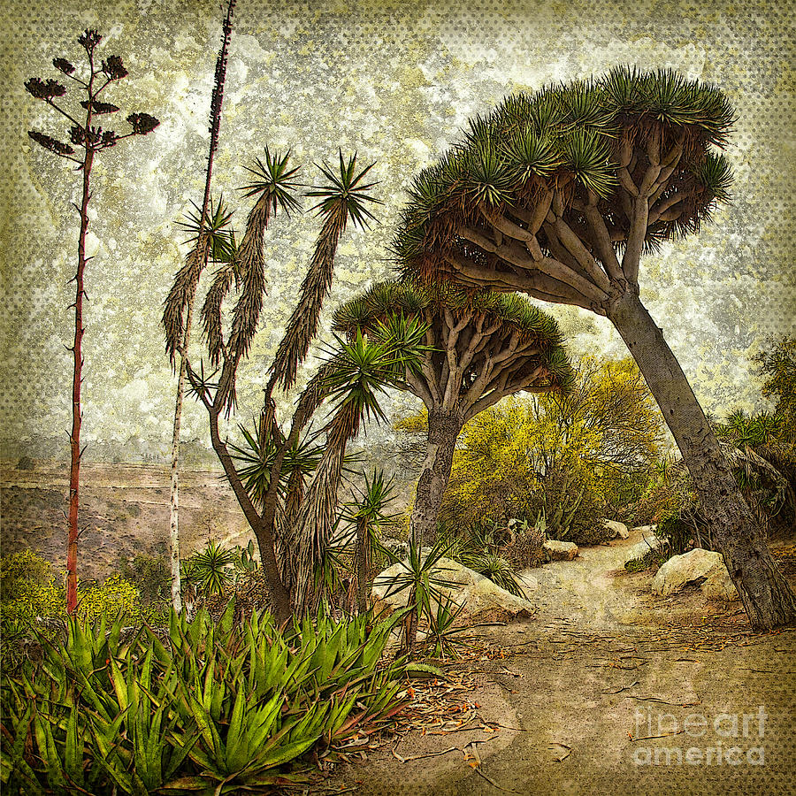 A Walk on the Wild Side - Dragon Trees - Desert Cactus Gardenk Balboa Park, San Diego, California Photograph by Denise Strahm