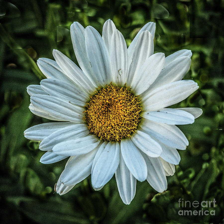 Inspirational Photograph - A White Daisy #1 by Robert Bales