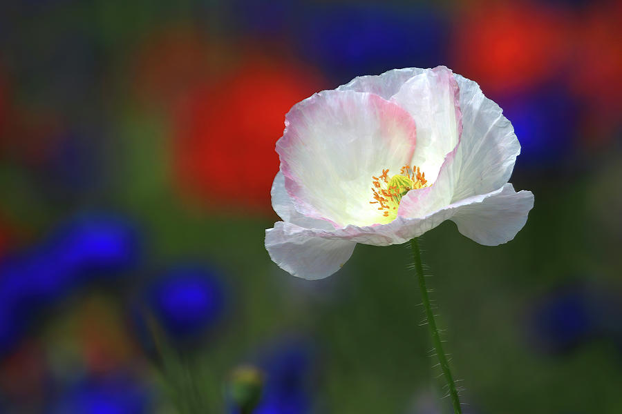 A White Poppy Flower #1 Photograph by Shixing Wen