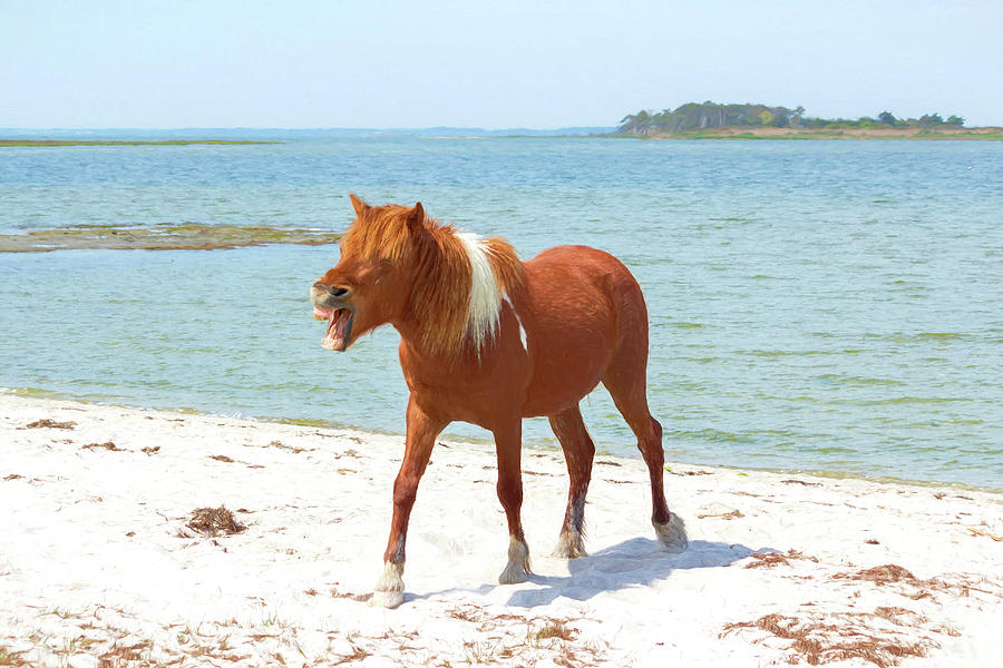 A wild pony stallion complains on a Sinepuxent Bay beach in the  #1 Photograph by William Kuta