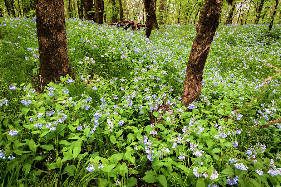 A Woodland Carpet of Blue #1 Photograph by Scott Bean